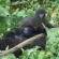 The Mountain Gorillas of Virunga National Park