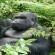 7 Days Rwanda gorilla trekking & cultural experience