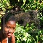 Congo Lowland Gorillas