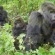Mgahinga Gorilla National Park– uganda