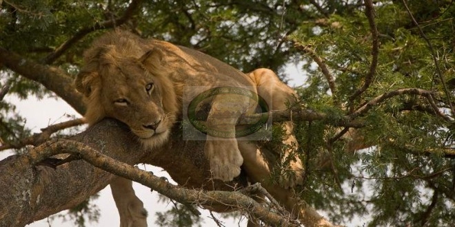 Queen Elizabeth National Park-Uganda